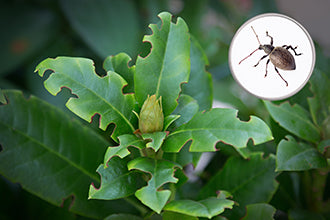 Vine weevil leaf damage showing circular bites on edges