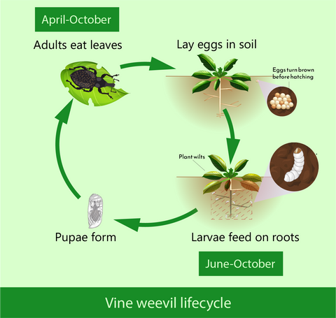 Vine weevil lifecycle diagram