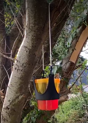 Wasp trap hanging in tree next to beehive