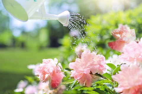 Watering can watering flowers