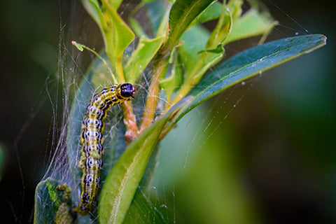 Photo of a green and yellow box tree caterpillar with white webbing surrounding it on a box tree plant
