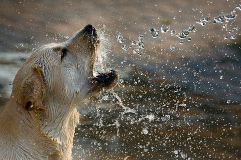 Golden Retriever Wasser