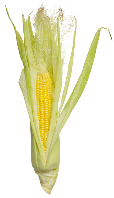 Ear of Corn