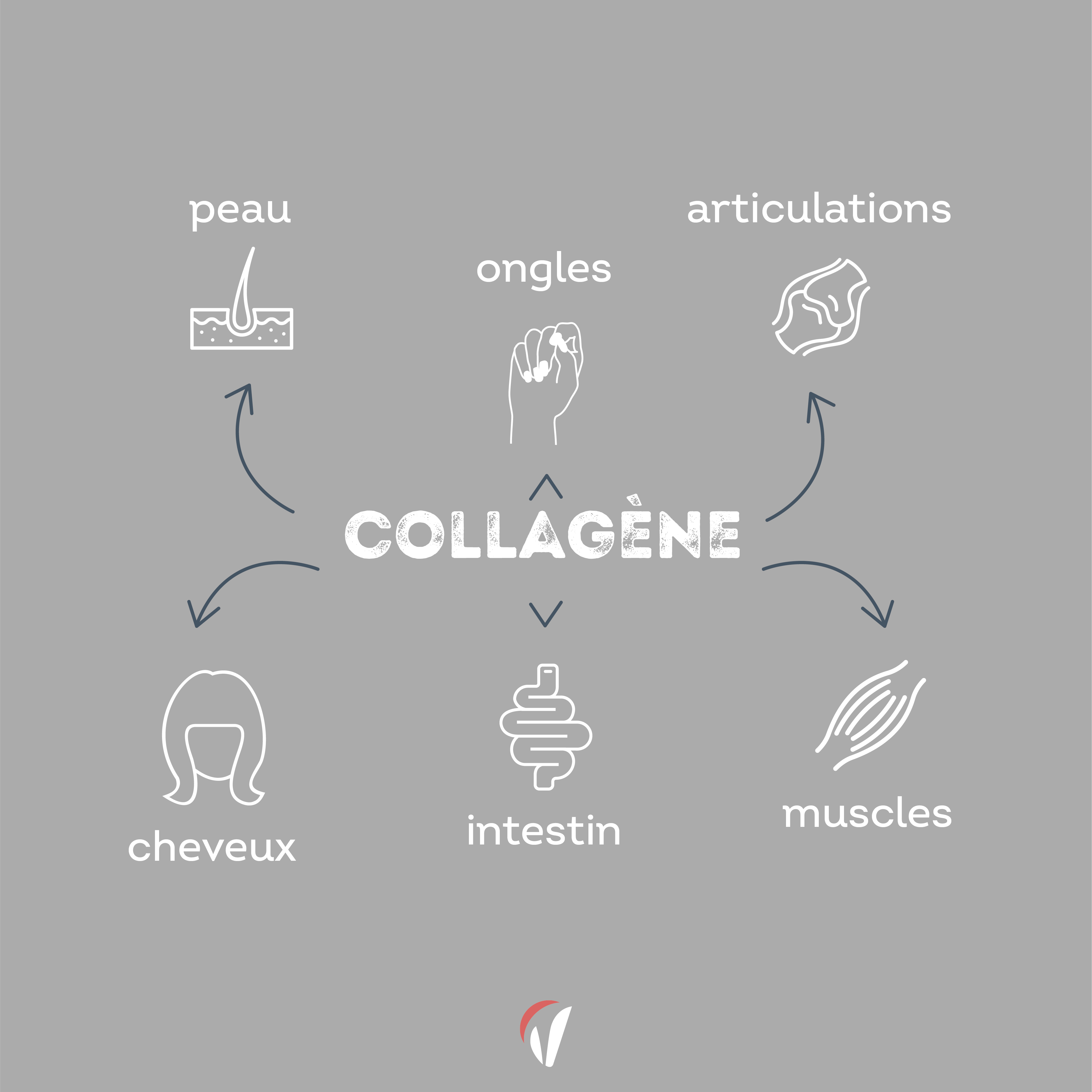 le collagene c'est quoi