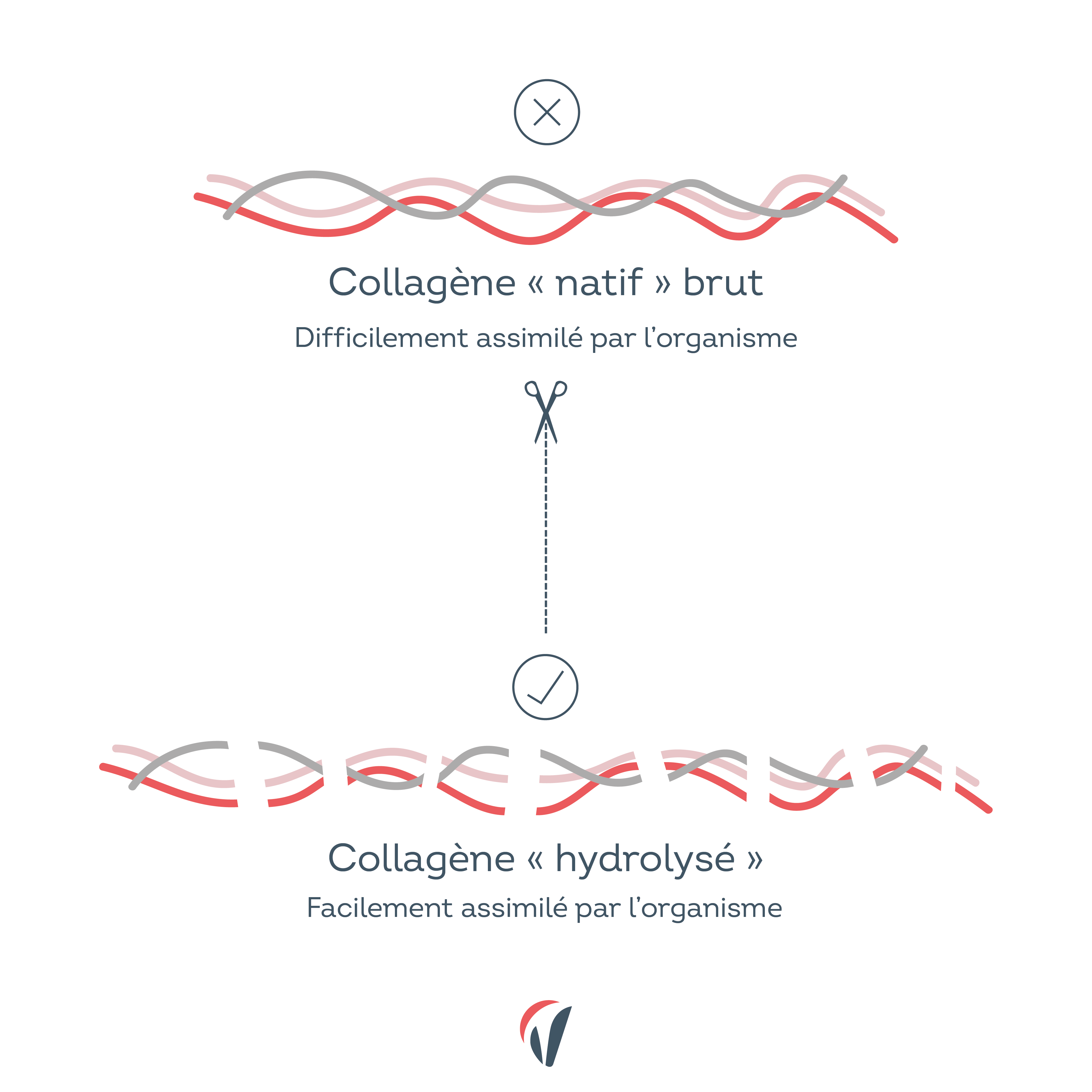 complement alimentaire collagene