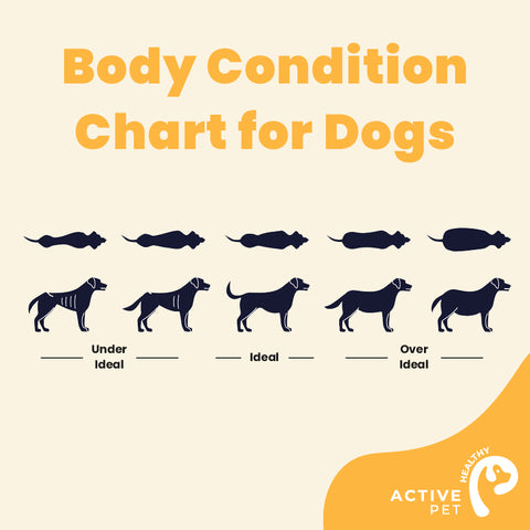 How to Determine Your Dog's Healthy Weight and Body Condition