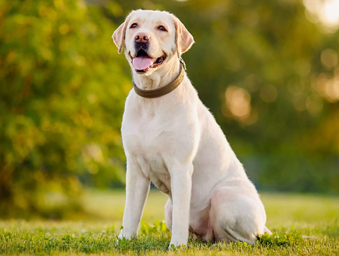 labrador retriever