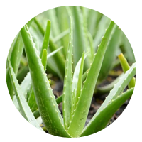 aloe_barbadensis