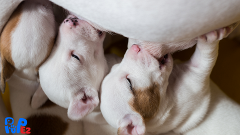 Whelping Box for Puppies - Breeder Essentials