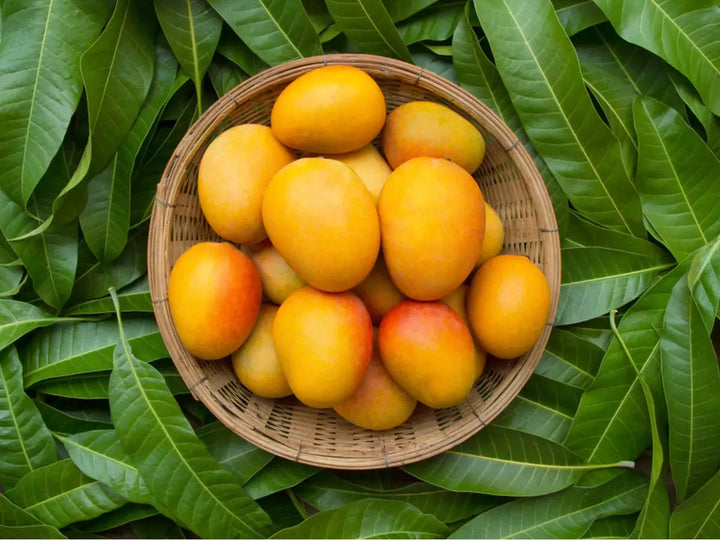 mango