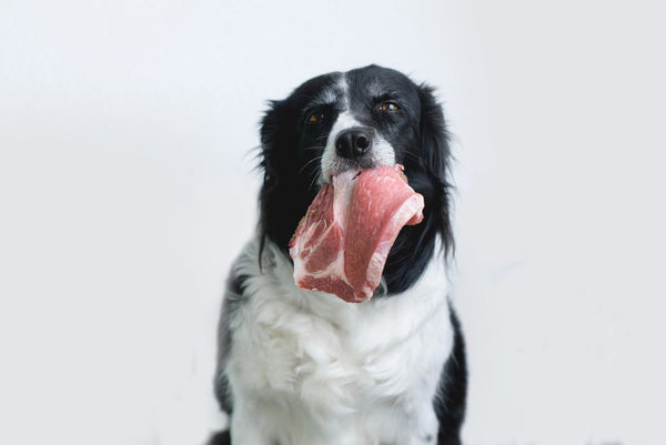 canine eating raw meat