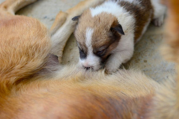 puppy drinking milk