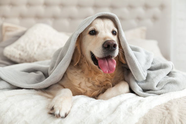 dog on bed