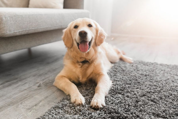 happy healthy dog