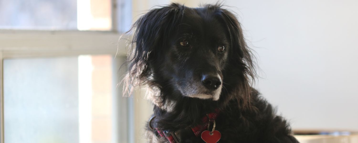 Ways to support your senior dog