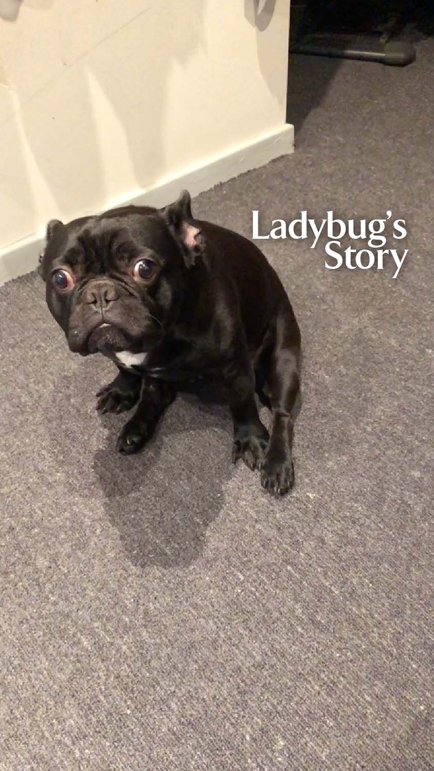 Ladybug - CanineCeuticals