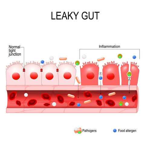 Leaky gut in canines