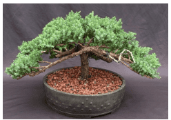 Juniper Bonsai Tree - Trained (juniper procumbens nana)