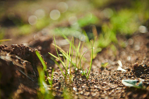Sonny's Farm rich soil close up