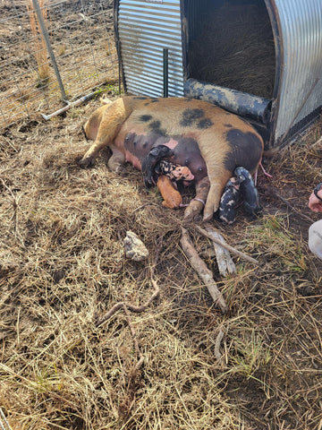 Sonny's Farm piglets are born