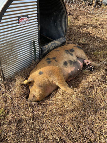 Sonny's Farm piglets are born