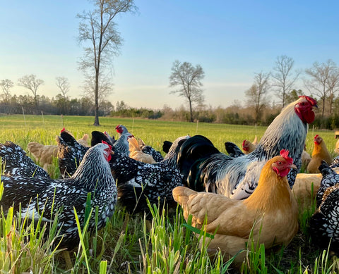 Sonny's Farm pastured free-range chickens.