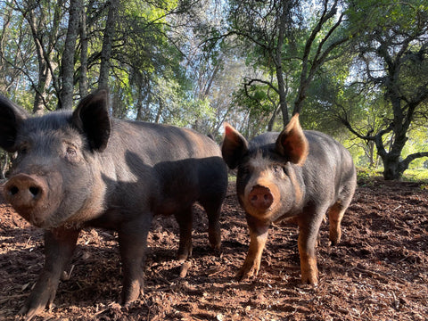 Sonny's Farm pastured heritage pigs