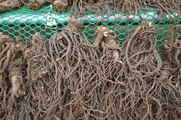 drying process of Angelica Acutiloba