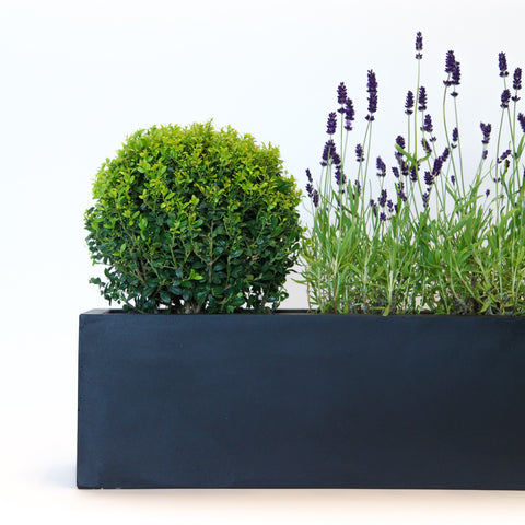 How to care for lavender in windowsill box