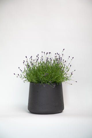 Lavender plant in a Patt pot