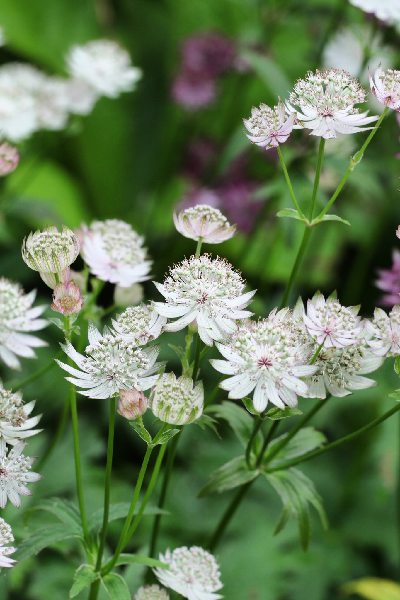 Astrantia Shaggy