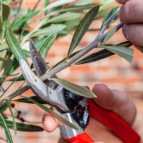 Where to cut an olive tree when pruning