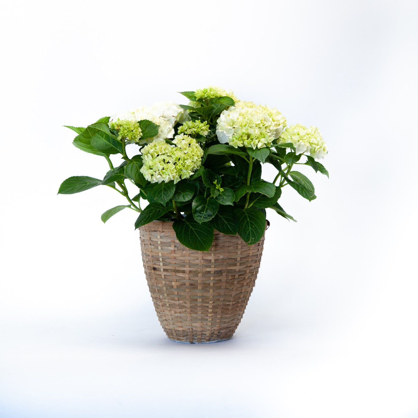 Hydrangea Libelle is the perfect hydrangea for a pot 