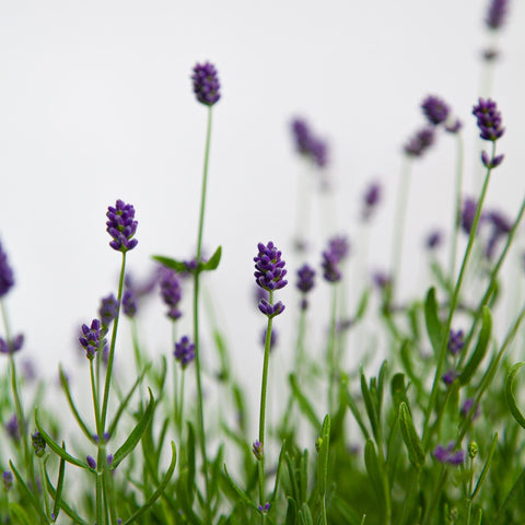 Lavender flowers