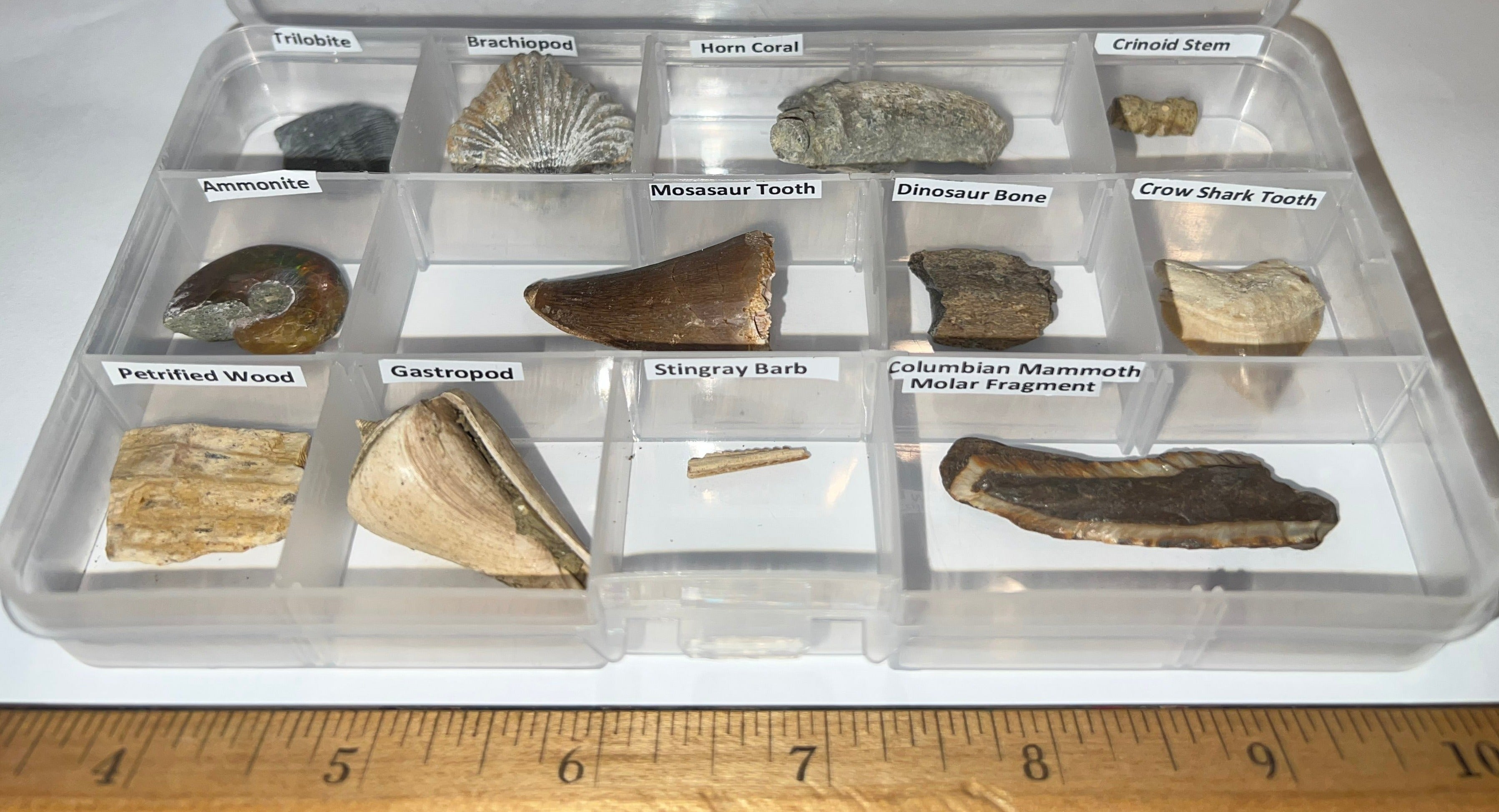 Labeled Fossil Collection for sale in a clear case with a fact sheet –  Jako's Fossil Emporium