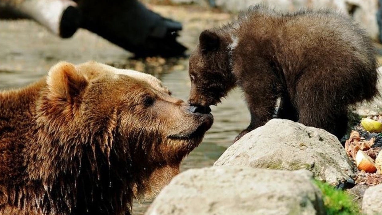 Mama and Baby Bears
