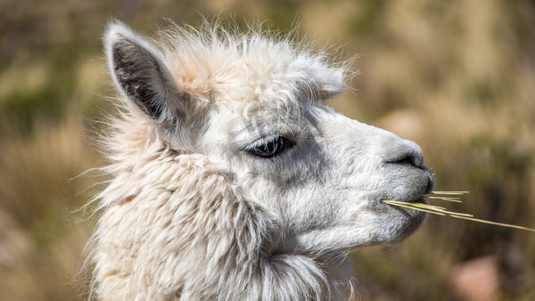 Llama Environmental Benefit