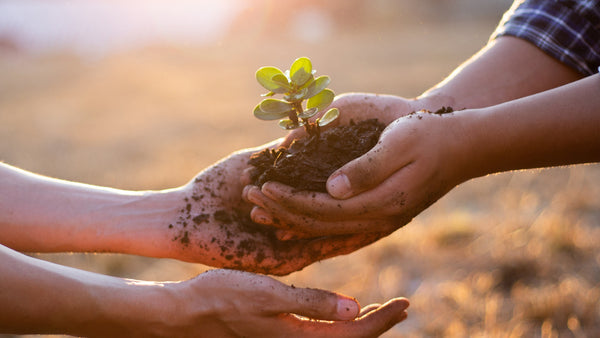 Seedlings