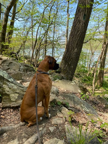 Dog on a hike