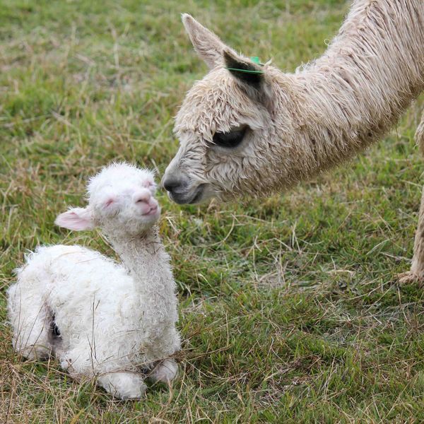 Baby Llama Facts