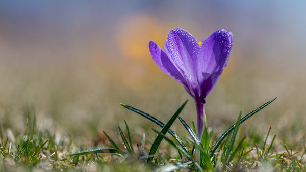 Saffron Crocus Flower