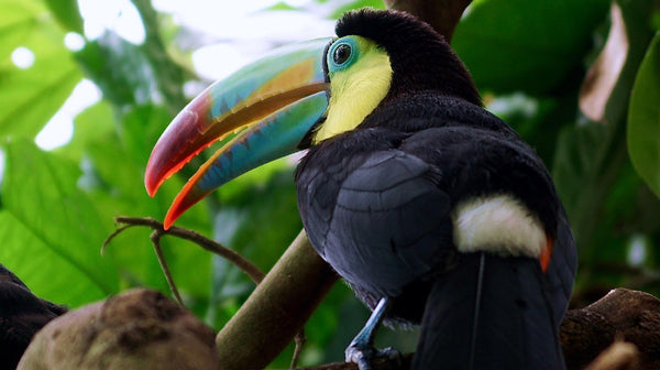 Rainforest Toucan