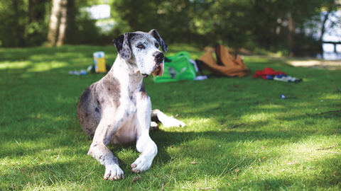 Large breed dogs and joint pain