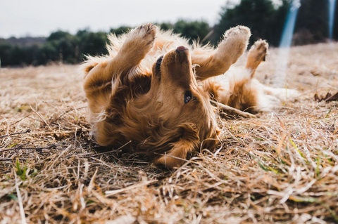 What are the symptoms of an itchy dog?