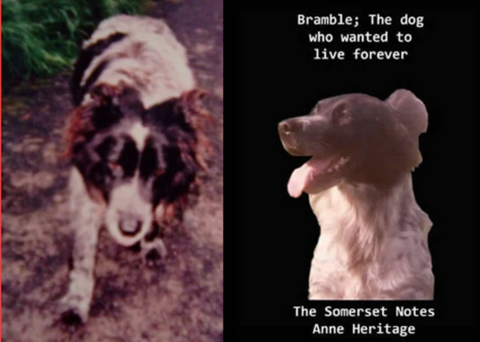 Bramble, the dog who wanted to live forever