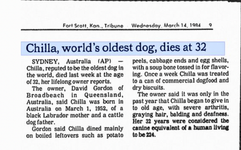 Chilla the oldest dog