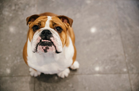 Bull dogs have short life expectancies