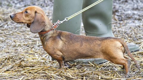 Daschund dogs and joint pain