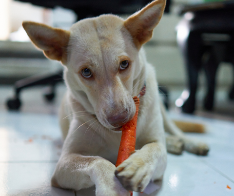 dog eats carrot