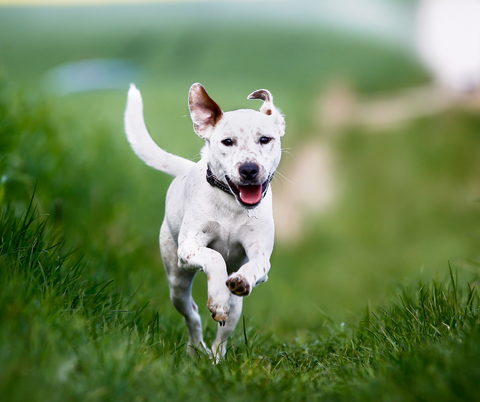 healthy dog on raw vegan diet